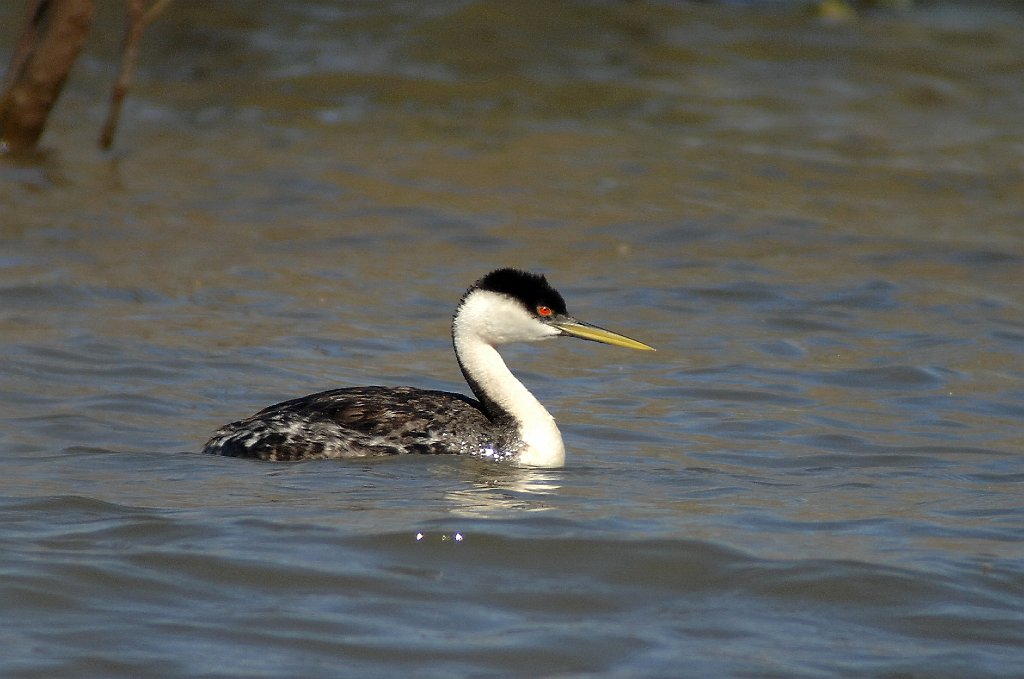 Grebe, Western, 2010-07013802b Willard Bay SP, UT.JPG - Western Grebe. Willard Bay State Park, UT, 7-1-2010